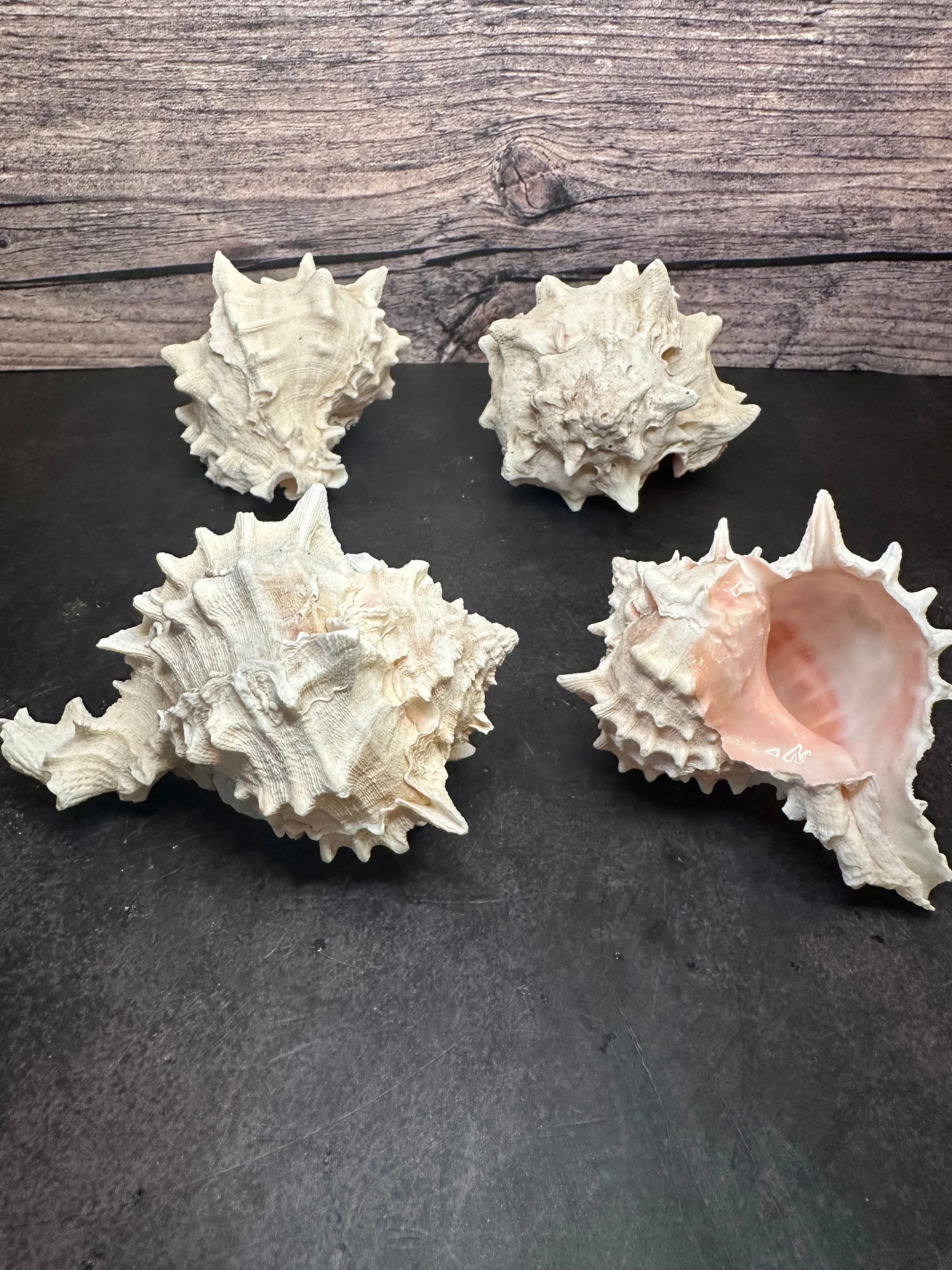 Pink Murex Shells 3-4”