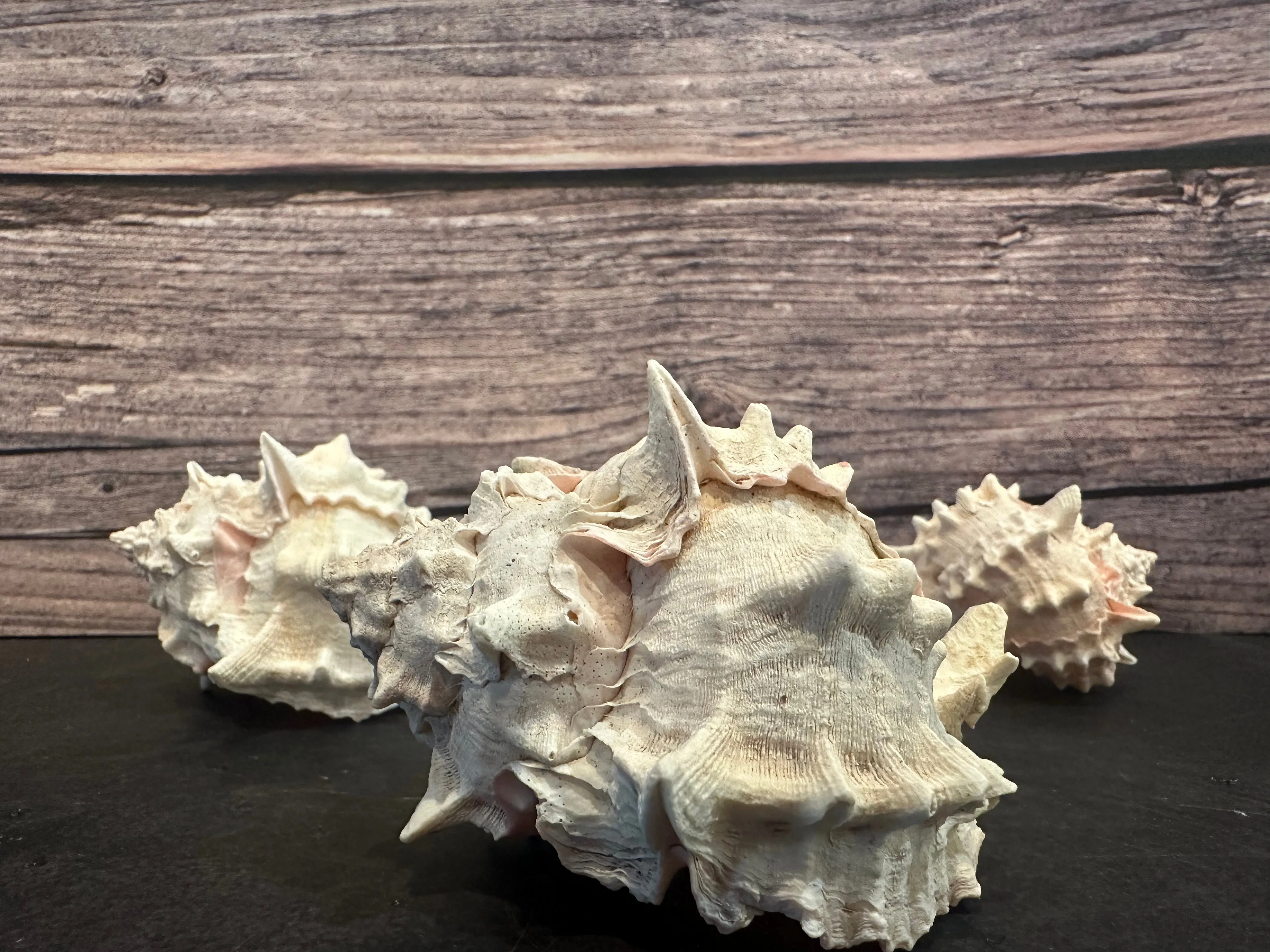 Pink Murex Shells 3-4”