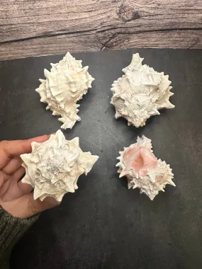 Pink Murex Shells 3-4”
