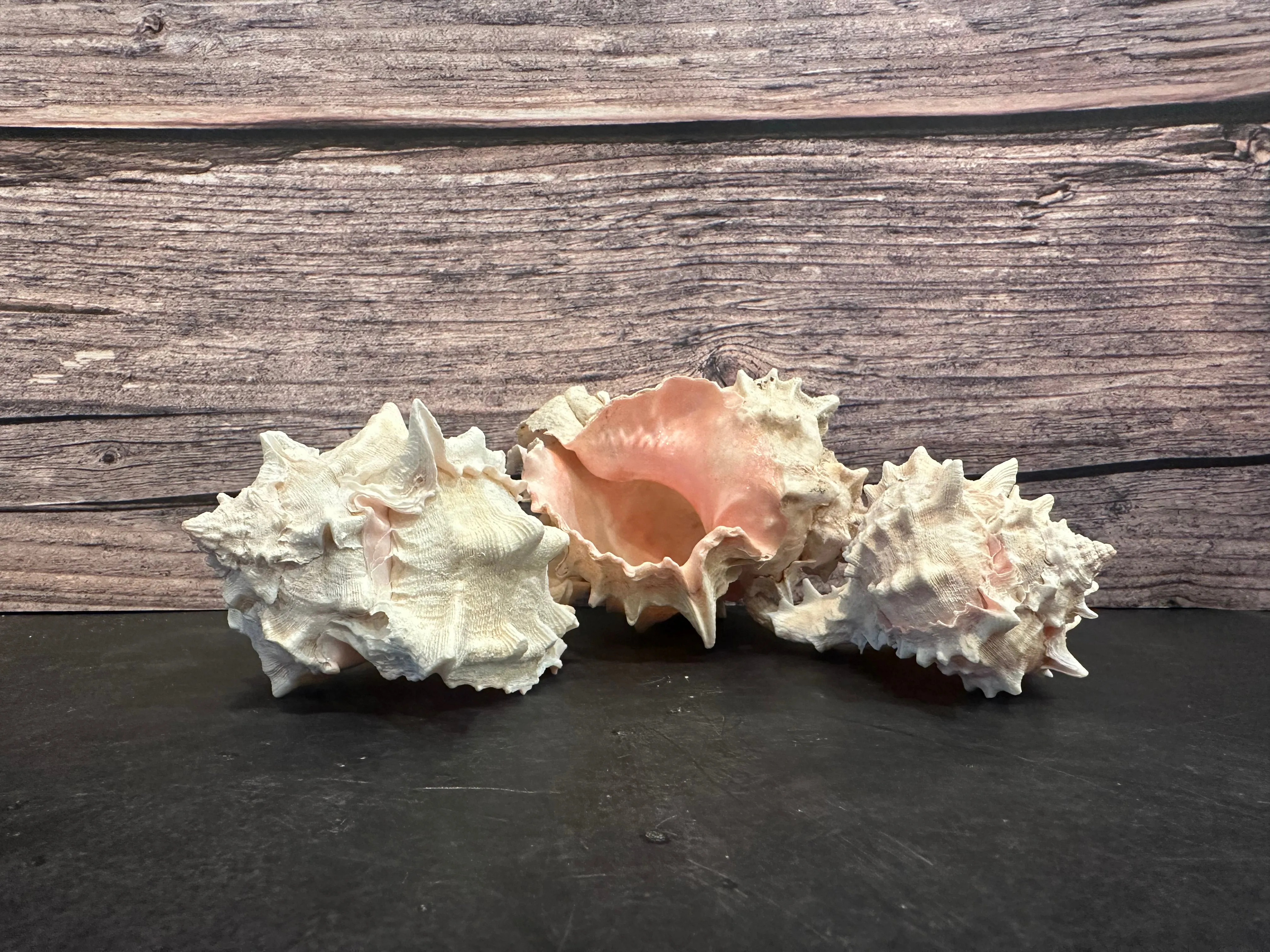 Pink Murex Shells 3-4”