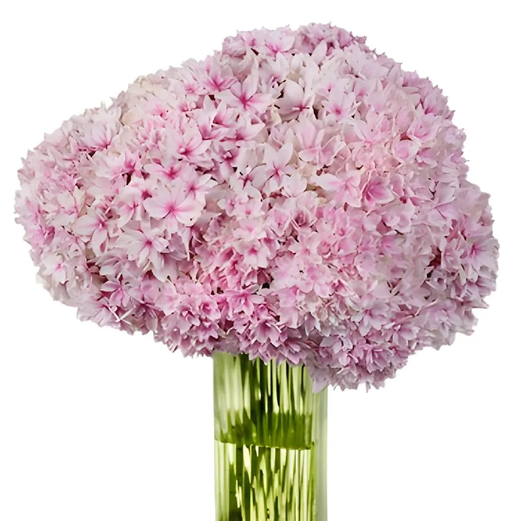 Strawberry Blush Lace Cap Hydrangea Flower