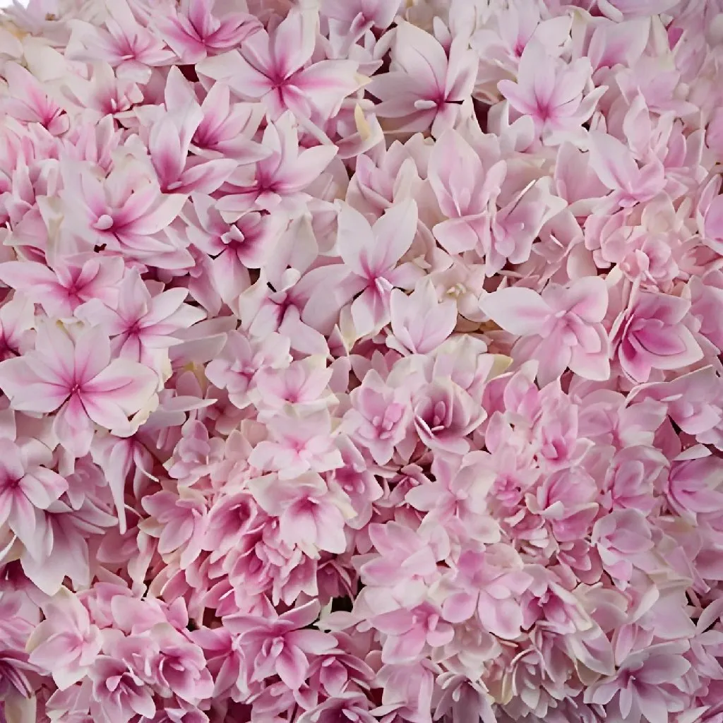Strawberry Blush Lace Cap Hydrangea Flower