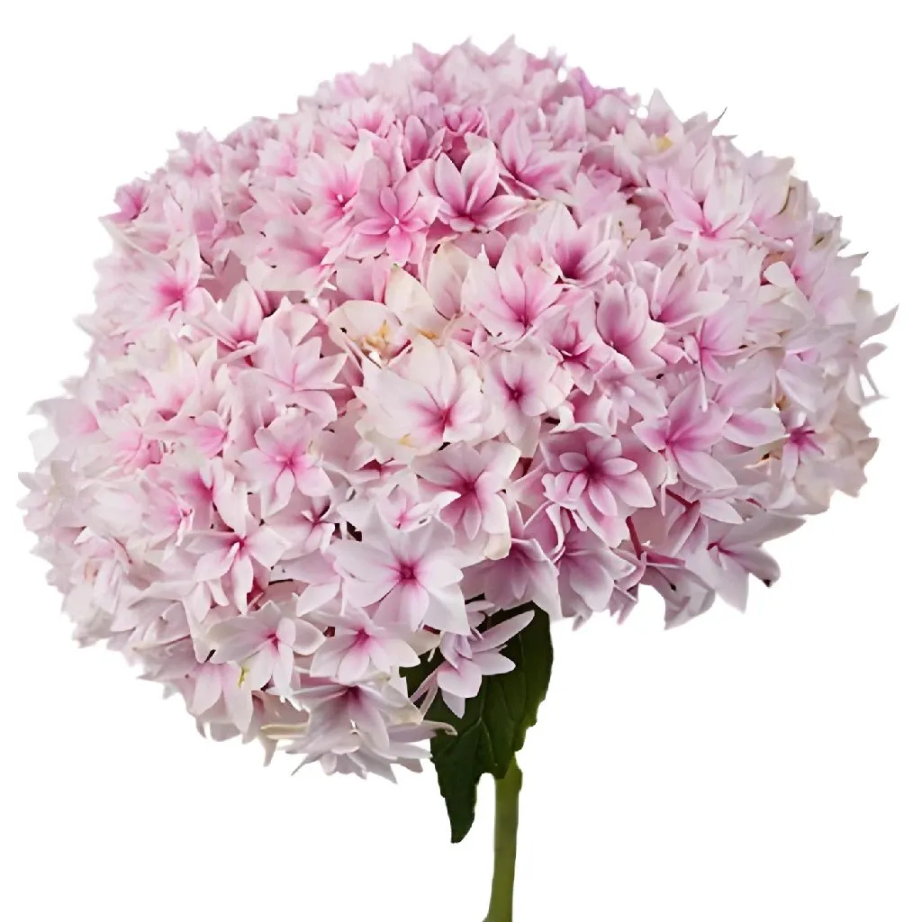 Strawberry Blush Lace Cap Hydrangea Flower